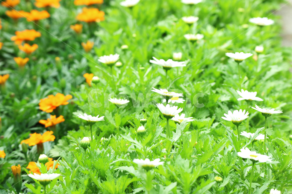 꽃,꽃밭,봄,식물,자연,꽃송이,배경,식물,자연,plants,nature,꽃,flower