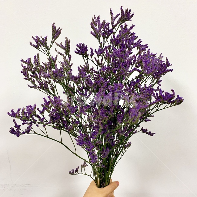 plant,식물,꽃,flower,봄,보라색,보라,보라색꽃,퍼플,purple,감성,감성사진,배경화면,들꽃,spring