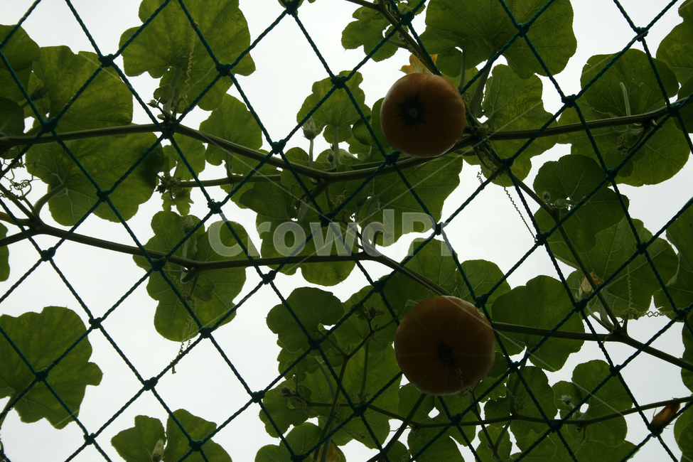 식물,plants,nature,호박,넝쿨,식물,자연,plants,nature,채소,야채,vegetables