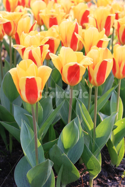 꽃,정원,튤립축제,식물,꽃밭,튤립,노란튤립,노란꽃,flower,garden,tulip,yellowtulip,yellowflower,식물,자연,plants,nature,꽃,flower