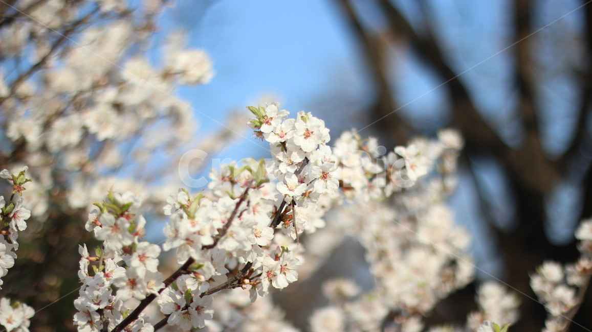 꽃,벚꽃,flower,cherryblossoms,cherryblossom,plant,자연,봄,봄꽃,꽃구경,식물