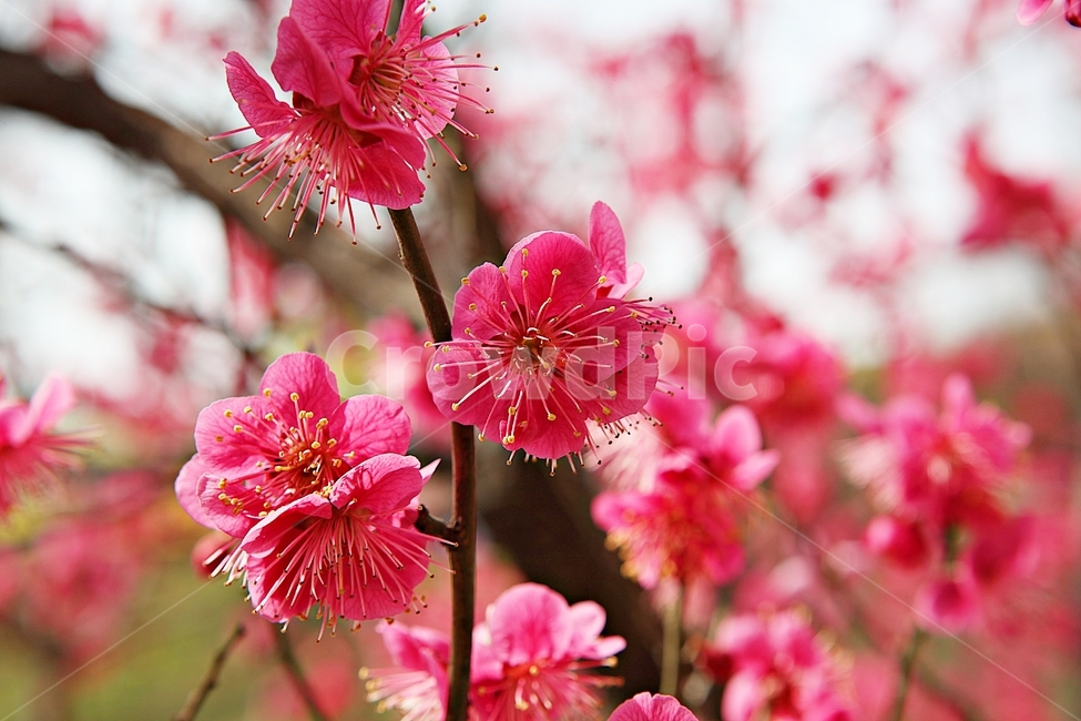 홍매화,매화,매화꽃,봄꽃,꽃,꽃잋,식물,자연,공원,봄,식물,자연,plants,nature,꽃,flower