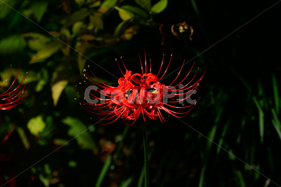 꽃무릇,꽃,식물,플라워,flower,자연,nature,plants,9월,가을,fall,autumn,september,꽃밭,화단,closeup,접사,매크로,마크로,macro,꽃사진,가을꽃,식물,자연,plants,nature,꽃,flower
