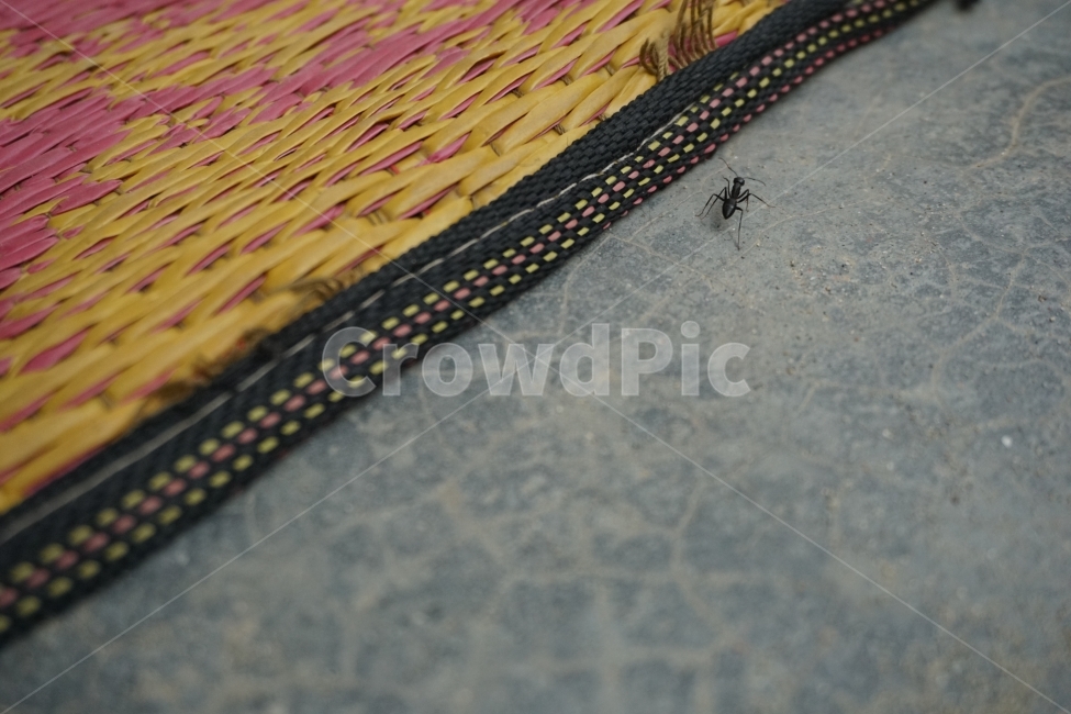 개미,ant,열정,열심,도전,동물,animal,곤충,벌레,insect,bug