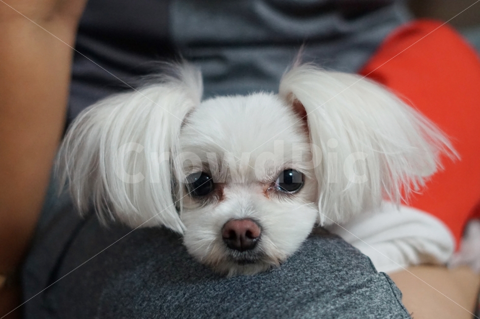 강아지,반려견,dog,동물,개,animal,아련한,흰개,하얀색,흰색,동물,animal,포유류,mammal,개,강아지,dog,doggy