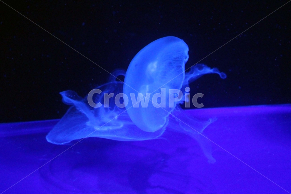 해파리,젤리피쉬,jellyfish,수족관,바다,투명,파란색,물컹,동물,물고기,동물,animal