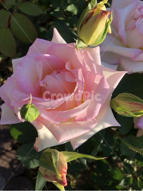 장미,오월,꽃,장미축제,장미꽃사진,식물,자연,plants,nature,꽃,flower