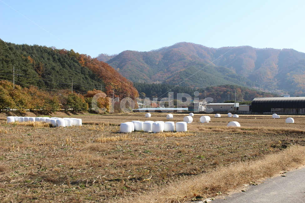 nature,논,겨울,marshme,marshmello,winter,산업,industry,industrial,농업,농사,agriculture,farming,farming industry