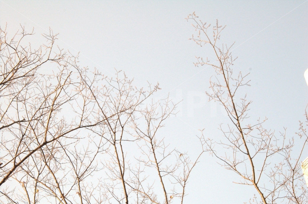 나무,하늘,니콘,dslr,d50,풍경,식물,자연,plants,nature