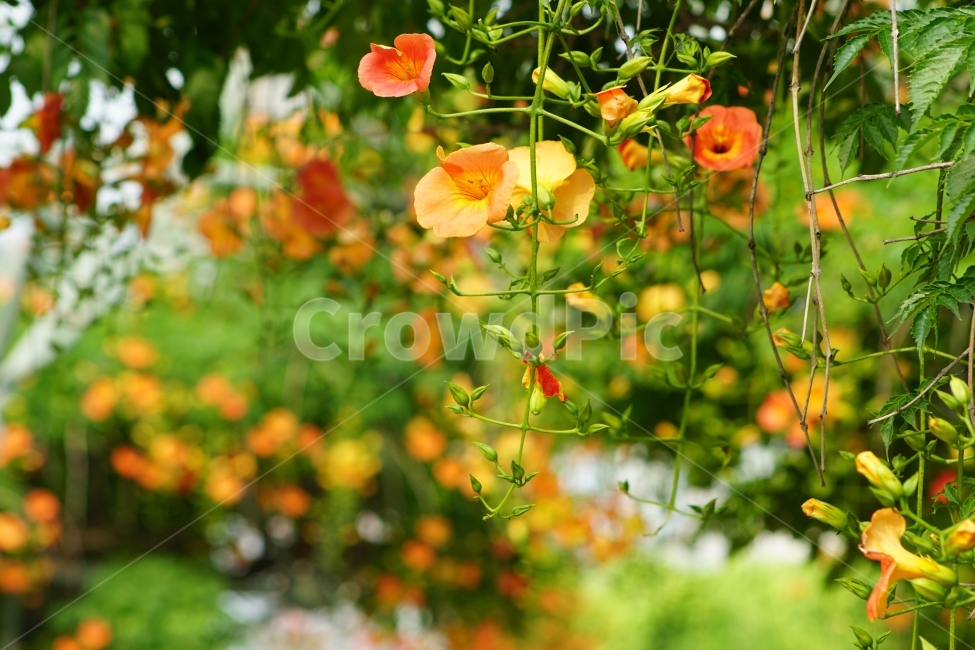 부천중앙공원,능소화,공원,꽃,풍경,식물,자연,plants,nature,꽃,flower
