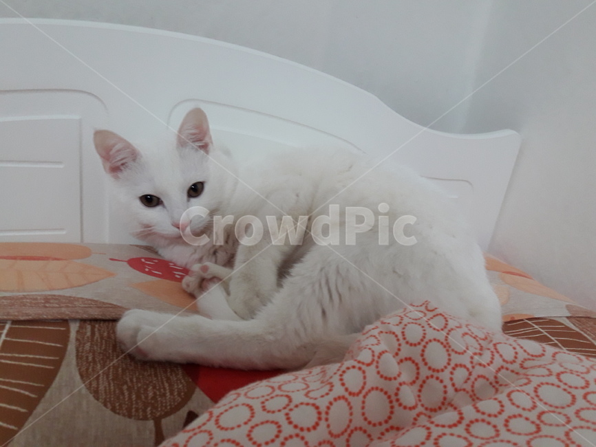 반려동물,동물,고양이,집고양이,고양이집사,동물,animal,포유류,mammal,고양이,cat,kitten,kitty
