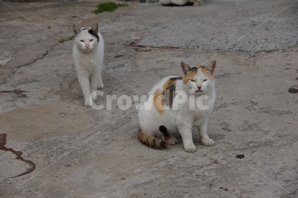 animal,동물,cat,pet,포유류,mammal,애완동물,고양이,길고양이,삼색고양이,코리아숏헤어,코숏,동물,animal,포유류,mammal,고양이,cat,kitten,kitty