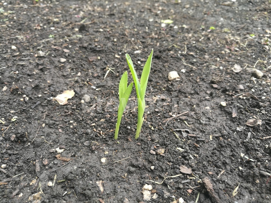 옥수수,새싹,초록,텃밭,corn,sweetcorn,seedlings,green,backyard,garden,식물,plant,식물,자연,plants,nature