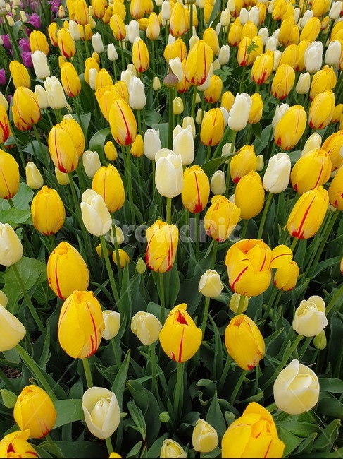 튤립,꽃,flower,식물,안면도튤립축제,식물,자연,plants,nature,꽃,flower