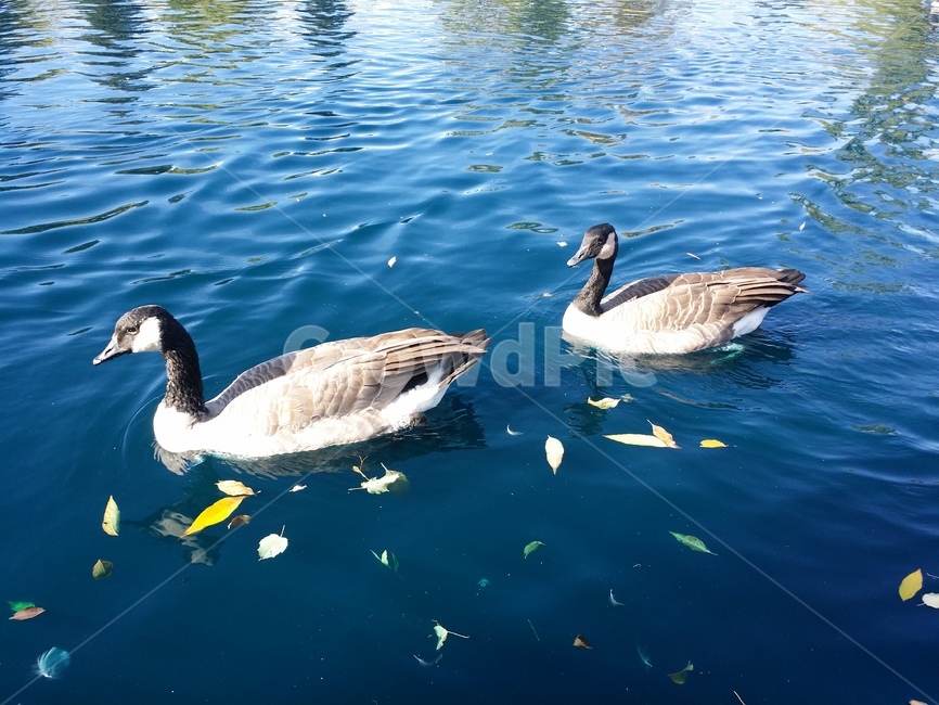 animal,동물,bird,새,water,물,풍경,오리,동물,animal,조류,새,birds