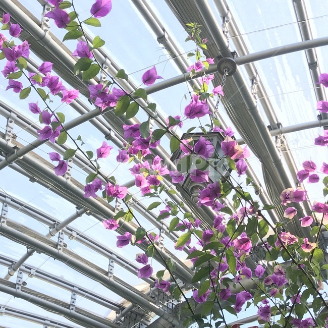 꽃,식물,식물원,하늘,flower,leap,잎,담쟁이식물,sky,낮,화창,따스함