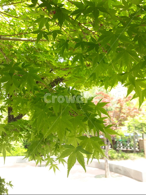 단풍,단풍잎,초록단풍,초록단풍잎,단풍조경