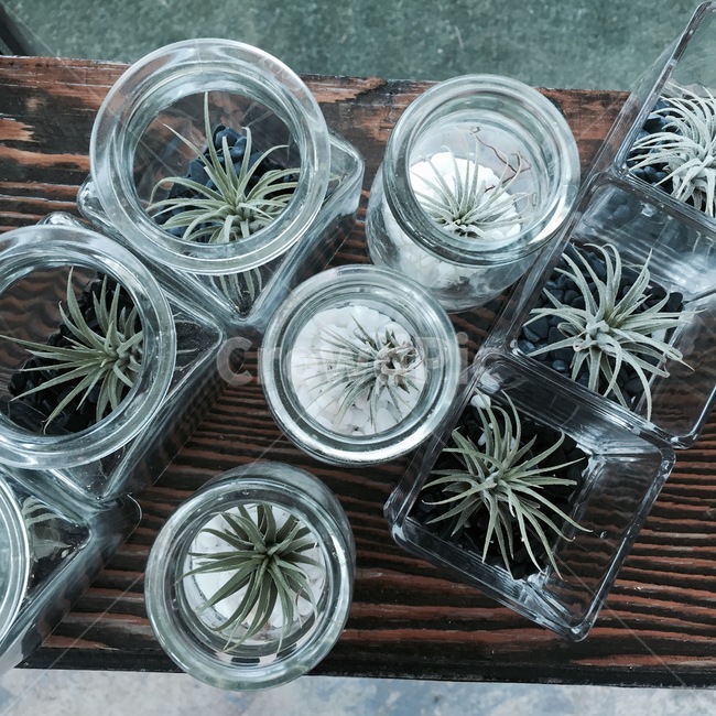 식물,다육식물,다육이,빈티지,유리,꽃,plant,자연