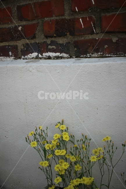 봄,꽃,풀꽃,spring,flower