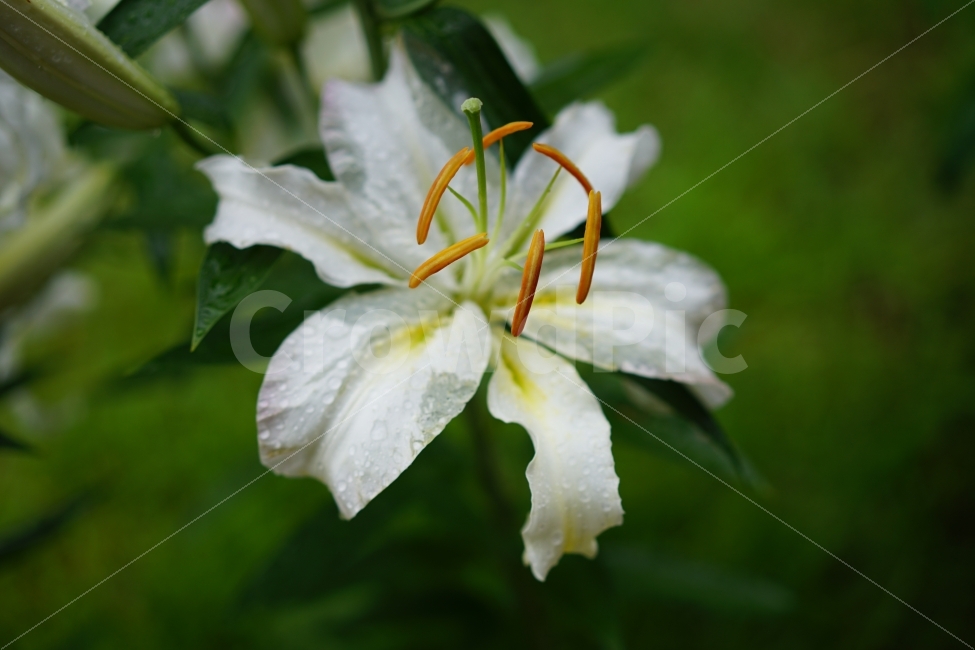 백합,백합꽃,꽃,화초,흰백합,식물,정원,식물,자연,plants,nature,꽃,flower
