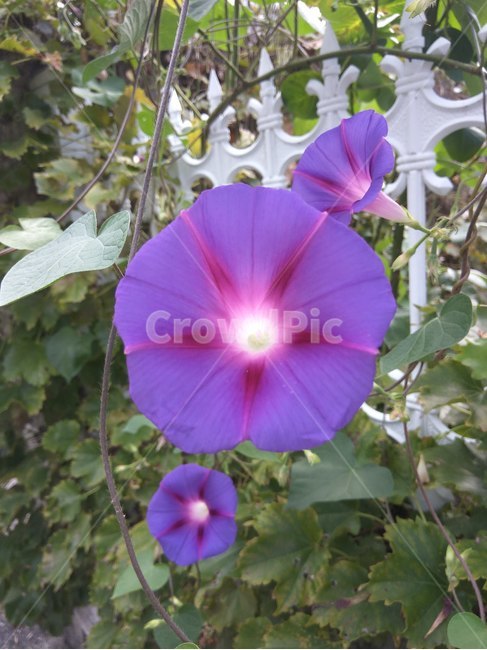 나팔꽃,꽃,플라워,봄,봄꽃,뷰티풀,flower,bloom,beautiful,plant,식물,geranium,blossom,제라늄,식물,자연,plants,nature,꽃,flower