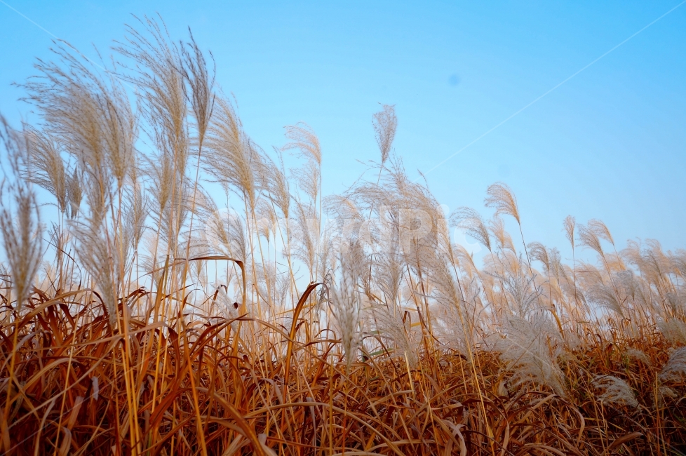 억새,가을사진,가을,감성사진,억새풀,갈대,가을하늘,autumn,감성,가을느낌,공원,낙엽,가을,계절,fall,autumn,season,자연,풍경,nature,landscape,식물,plants,plant,grass,잔디,lawn,reed