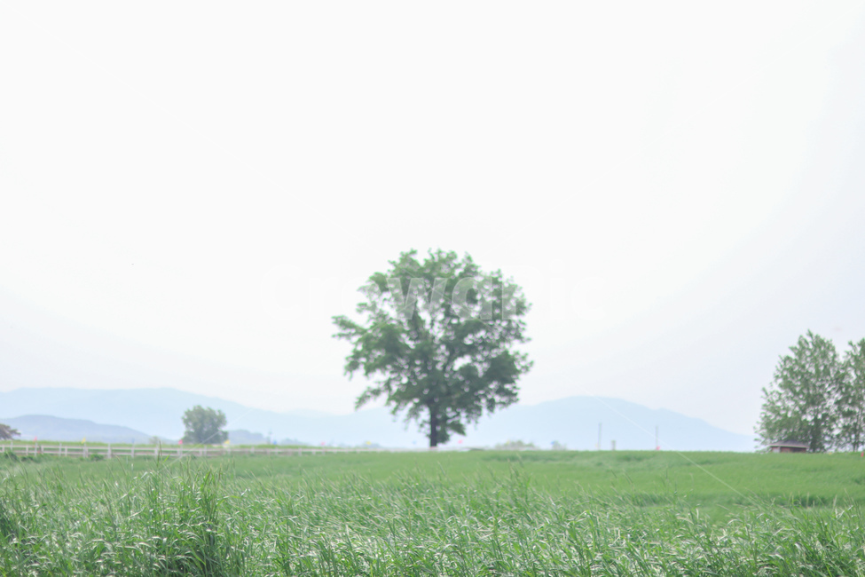 청보리밭,호밀밭,여름,초록초록,안성팜랜드,나무,자연,풍경,nature,landscape,식물,plants,나무,trees,wood,tree,plant