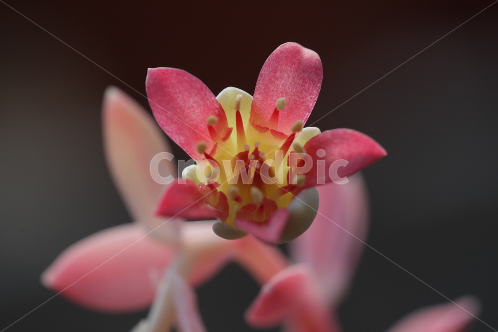 패치핑크,요염,용인,핑크빨강노랑,자태,식물,자연,plants,nature,꽃,flower