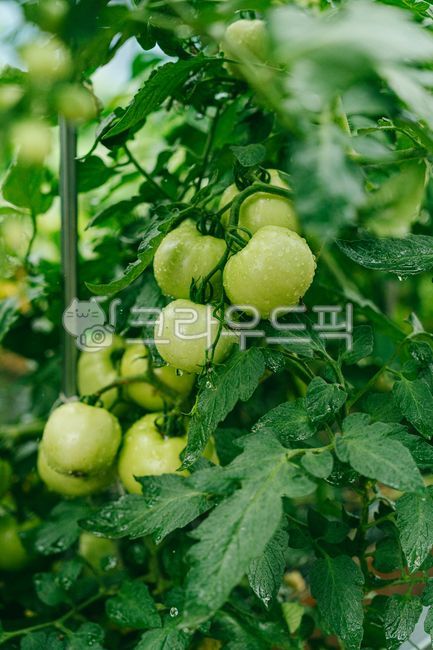 토마토,그린토마토,농작물,과일,신선한