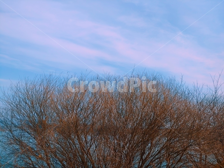 저수지,풍경,노을,버드나무,노을과나무,저수지풍경,자연,풍경,nature,landscape