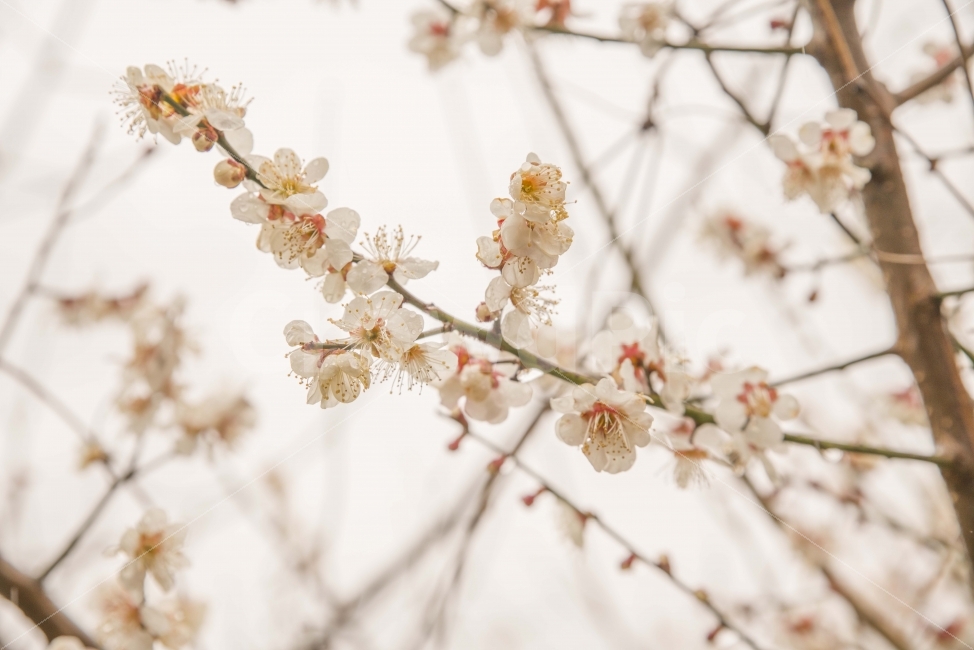 봄,봄꽃,매화,매동마을,지리산,꽃,풍경,식물,자연,plants,nature,감성,sensible,feeling,봄,계절,spring,season,꽃,flower,plant,blossom