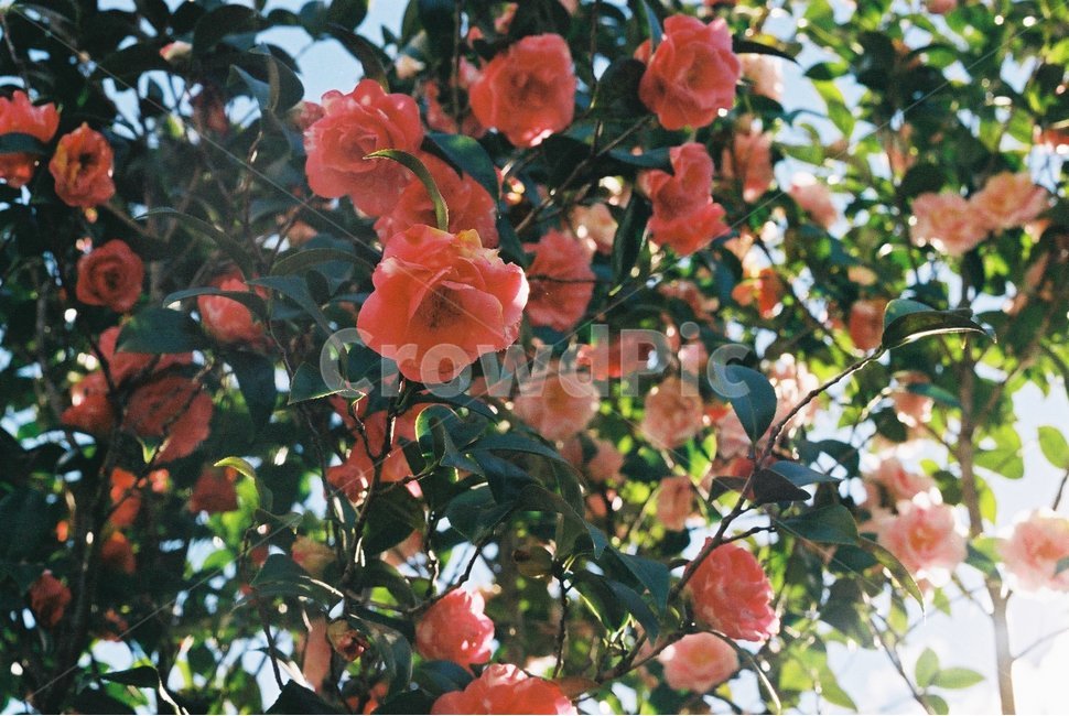꽃,장미,덩쿨,식물,붉은꽃,빨간꽃,장미덩쿨,flower,필름사진,자연,감성사진