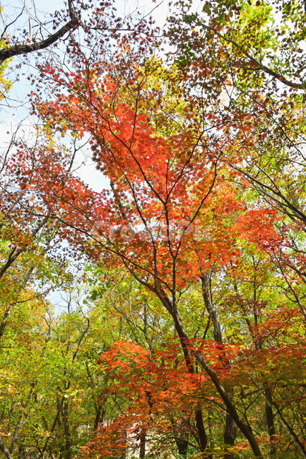 가을,단풍,자연,풍경,북한산,잎,단풍잎,붉은,나무,계절,계곡,숲,힐링,plant,fall,autumn,season,forestnature,landscape,한국자연풍경,한국자연경관,korea,tree,maple,leaf,가을,계절,fall,autumn,season,자연,풍경,nature,landscape,식물,plants,나무,trees,wood