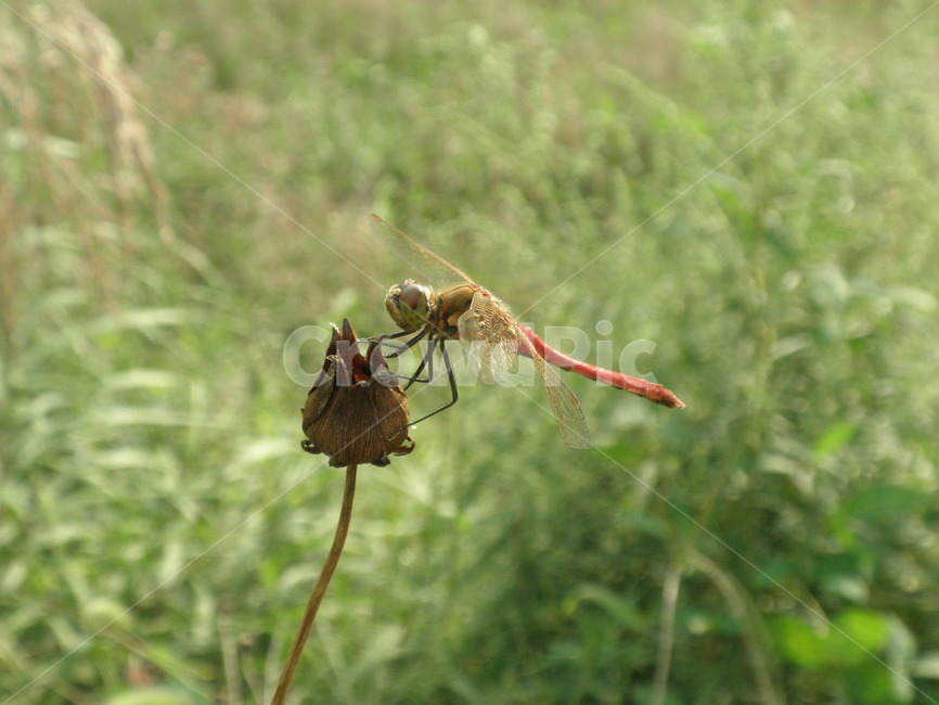 잠자리,가을,풀,고추잠자리,곤충,벌레,꽃,flower,감성,휴식,나무,마른,건조,bug,동물,빨간잠자리