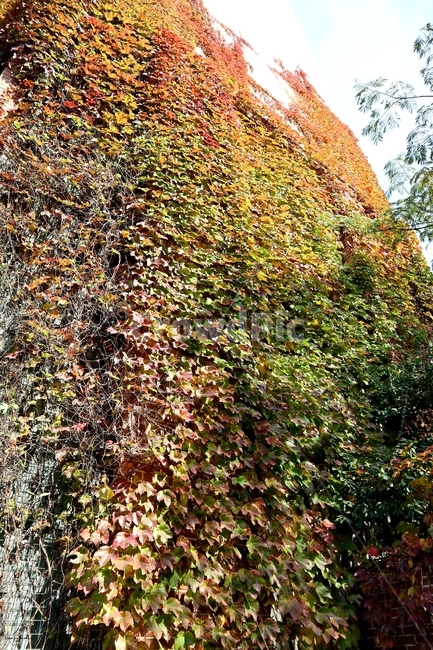 담쟁이,아이비,가을,단풍,덩굴,가을,계절,fall,autumn,season,plant,식물