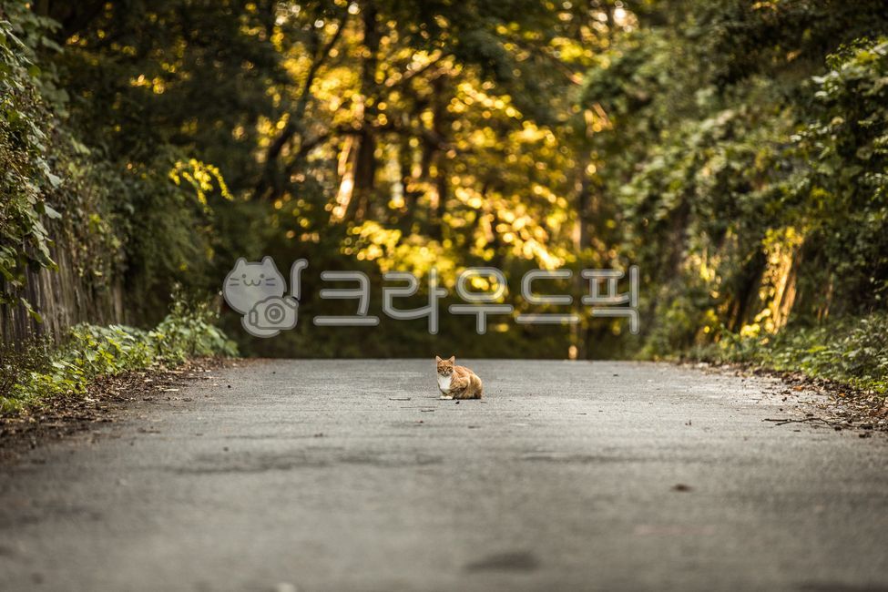 stray cat,nature,cat,cuteness,asphalt