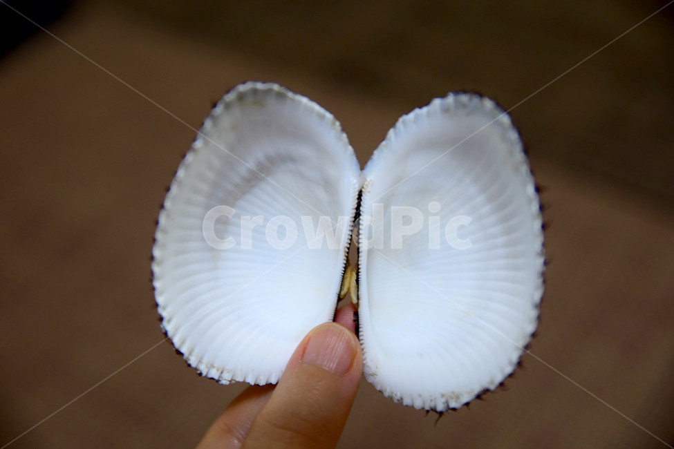 피꼬막,조개,꼬막,꼬막껍데기,껍데기,피꼬막껍데기,조개껍데기,shell,음식,식재료,요리,food,cook,meal,dishes,food reserves