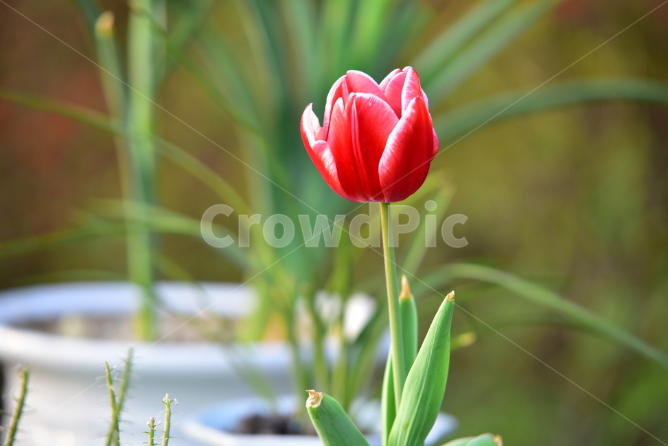 튤립,꽃,튤립꽃,예쁜꽃,빨간꽃,플라워,flower,tulip