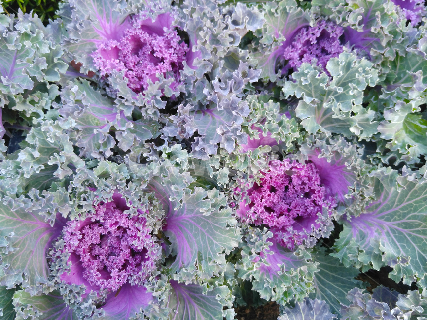 가을,꽃양배추,식물,자연,예쁜사진,beautiful,vegetables,natural,nature,plant,채소,야채,보라색,그린,plants,채소,야채,vegetables