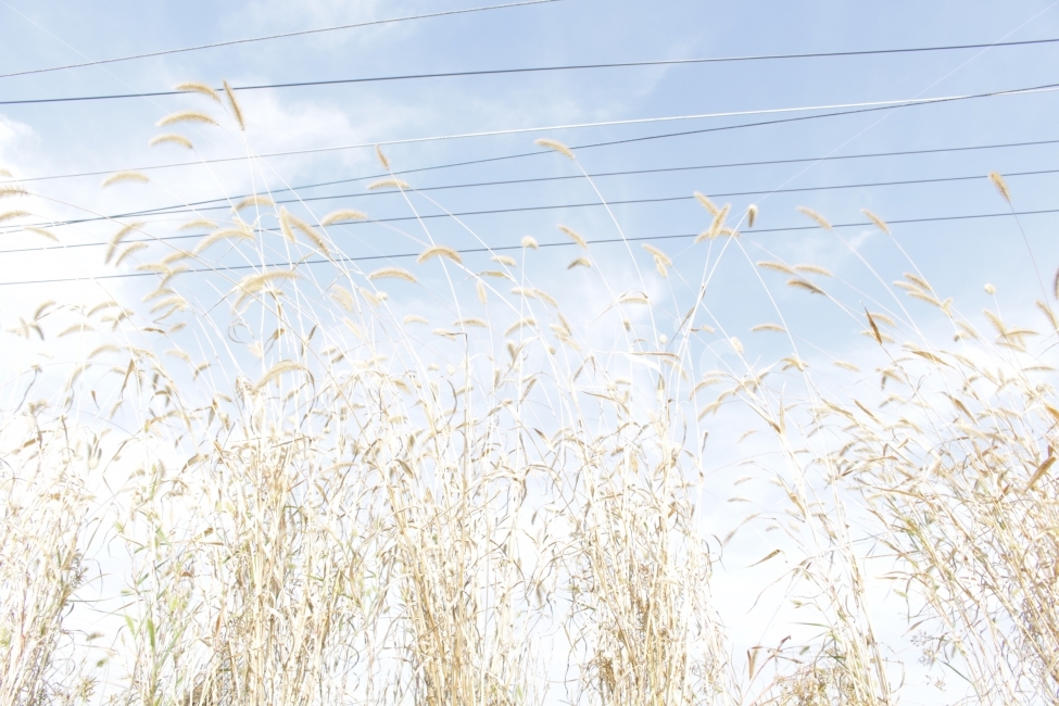 풍경,갈대,가을,하늘,구름,가을,계절,fall,autumn,season,식물,자연,plants,nature,plant,grass,잔디,vegetation,초목