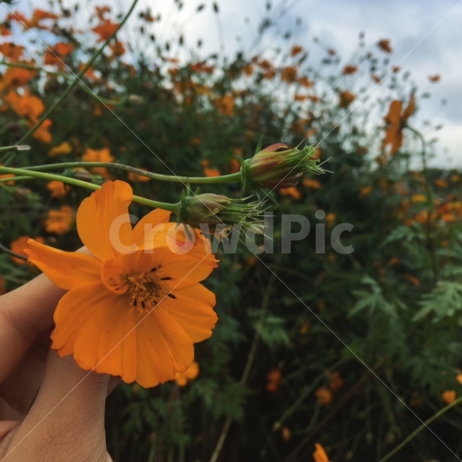 울산,태화강,꽃,공원,아이폰,사진,가을,풍경,가을,계절,fall,autumn,season,식물,자연,plants,nature,꽃,flower,사람,인물,인간,human,person,plant