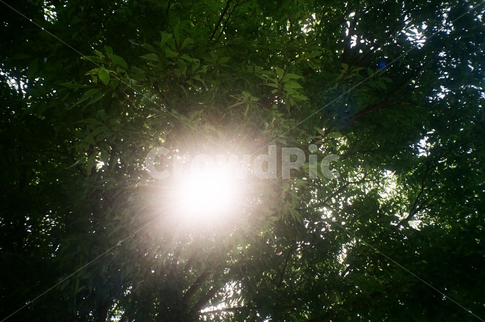 빛,햇빛,나무,식물,그림자,식물,자연,plants,nature,나무,trees,wood,휴식,힐링,rest,relaxation,healing