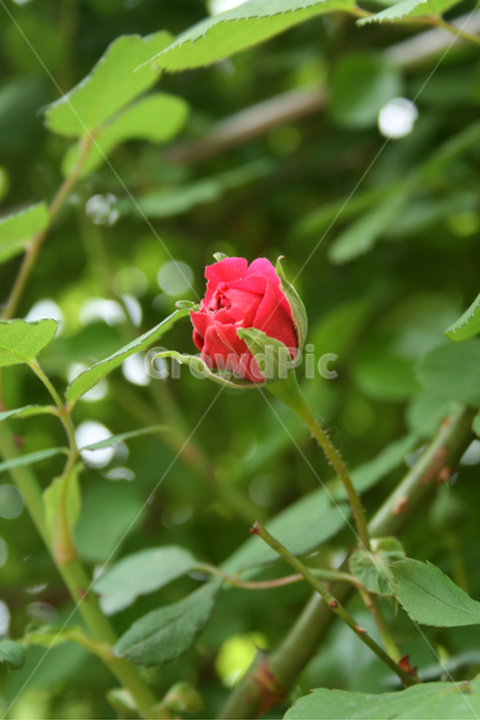식물,flower,꽃,붉은꽃,장미,식물,자연,plants,nature,꽃,flower
