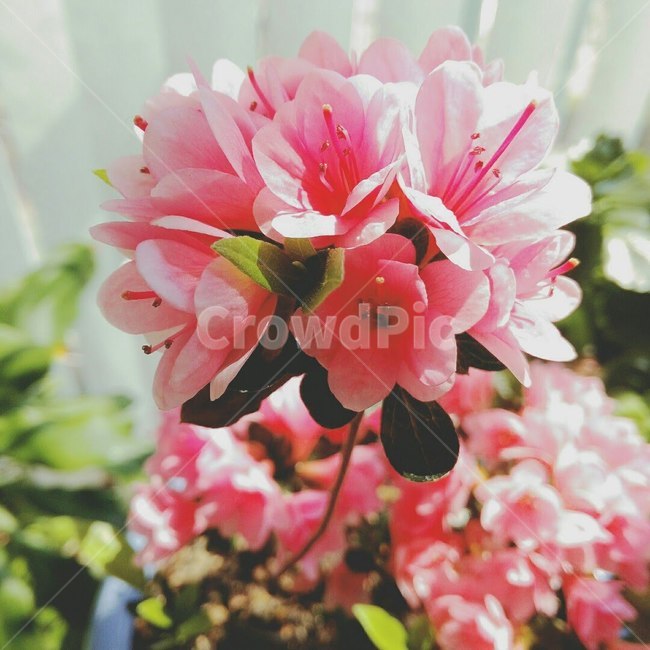봄,꽃,연산홍,flower,spring,자연,분홍,nature,pink,leaf,풀잎,꽃잎,green,화사,온실,warm,햇빛,자연광,sunlight,향기,배경,wallpaper,색감,엽서사진,카드,정사각형사진,봄,계절,spring,season,식물,자연,plants,nature,꽃,flower,감성,sensible,feeling,blossom,geranium,제라늄,plant