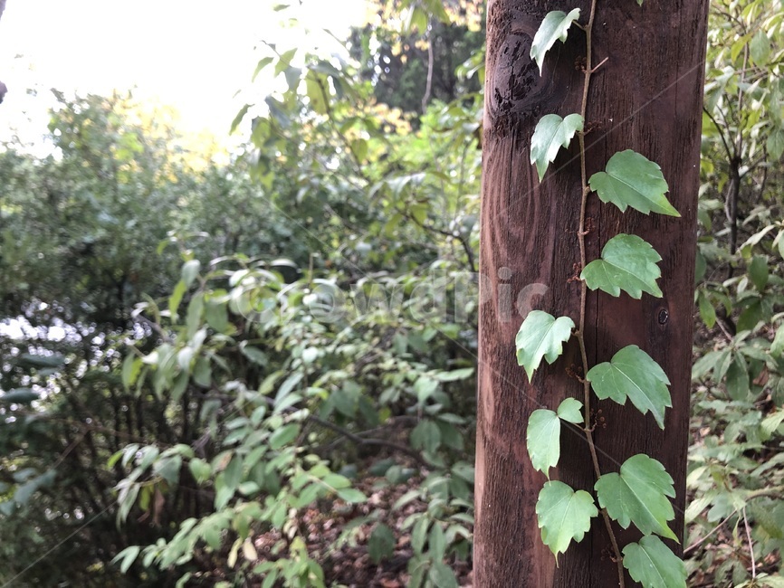 plant,식물,나무,이끼,덩굴,vine,자연,nature,잎,leaf