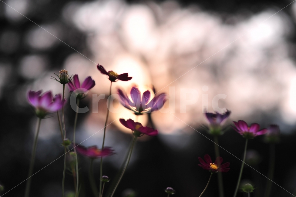 노을,빛,꽃,감성,보케,가을,계절,fall,autumn,season,식물,자연,plants,nature,꽃,flower,감성,sensible,feeling,plant,geranium,제라늄,blossom,petal,꽃잎