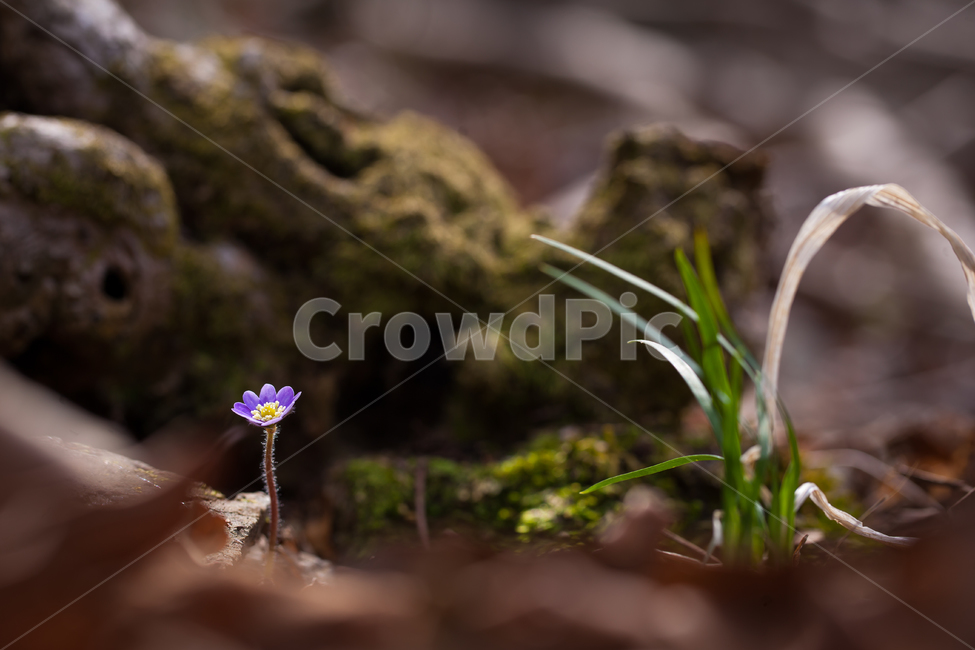 노루귀,야생화,분홍노루귀,구봉도,봄꽃,wildflower,hepatica,liverleaf,hepaticaasiatica,식물,자연,plants,nature,꽃,flower