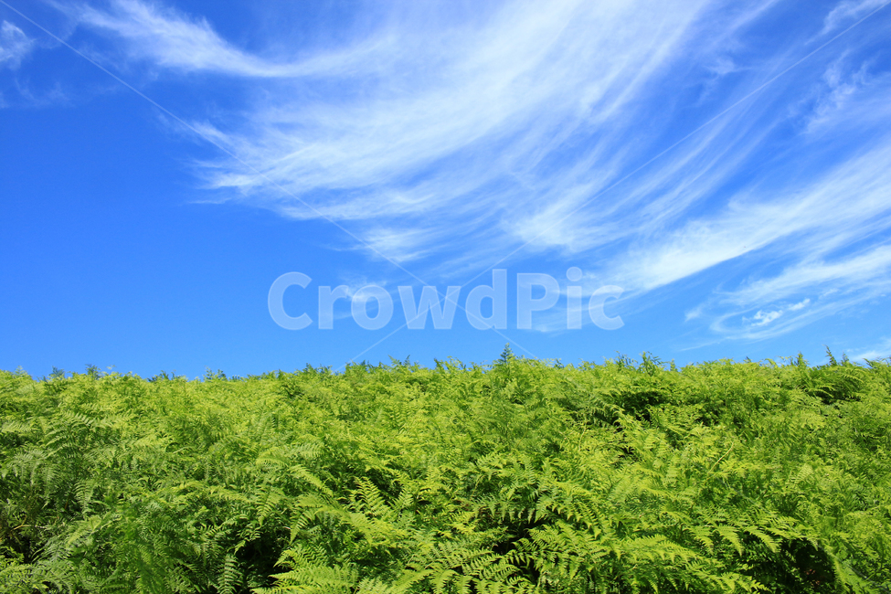 고사리,고사리밭,고사리재배,고사리수확,임산물,자연,풍경,nature,landscape