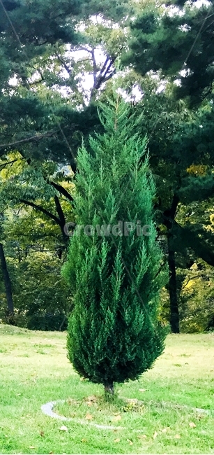 나무,식물,초록,자연,푸른