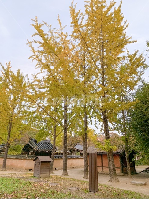 고택,가을,풍경,은행나무,자연,건물,가을,계절,fall,autumn,season
